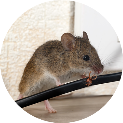 JLS Schaedlingsbekaempfung, Wespen entfernen, Mäuse bekämpfen, Ratten loskriegen, Kakerlacken entfernen