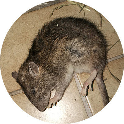 JLS Schaedlingsbekaempfung, Wespen entfernen, Mäuse bekämpfen, Ratten loskriegen, Kakerlacken entfernen