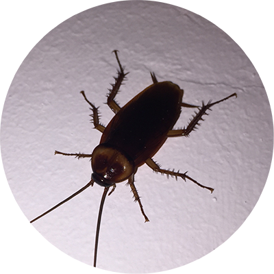 JLS Schaedlingsbekaempfung, Wespen entfernen, Mäuse bekämpfen, Ratten loskriegen, Kakerlacken entfernen